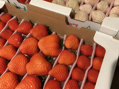 毎年1番人気！【訳ありお買い得！】サイズ、品種お任せ！不揃いイチゴ