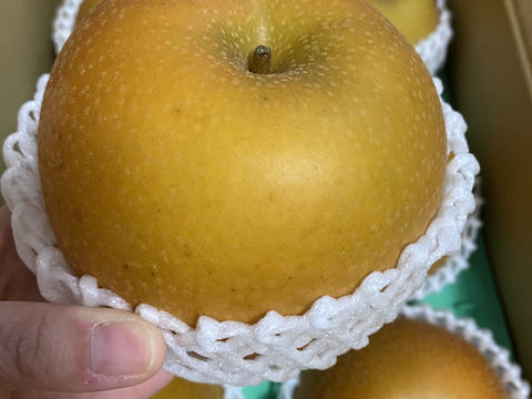 とにかく美味しい「あきづき梨」3キロ箱　発送中