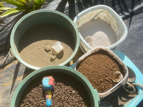 転換期間中 JASオーガニック！プレミアム完熟ゴールドバレル２ｋｇ(１～３個)　沖縄パイナップルの王様！『沖縄県西表島パイナップル』