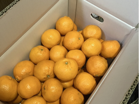 キャンセルになったお客様優先【ご家庭用】土佐の温暖な気候で、うま味がギュッ！！と詰まったぽんかん（キズ有り　M～２Ｌ　５キロ）