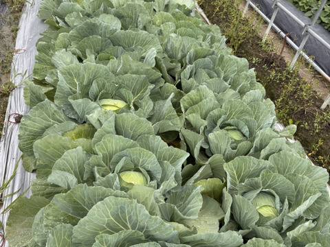 【もぎたて】甘みたっぷり兵庫県産新鮮野菜キャベツをお届け(3玉入)