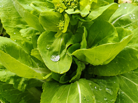 【栽培期間中農薬不使用】雪の下で耐え甘くなった菜の花（野沢菜、白菜） 60サイズにいっぱい　200グラム程度