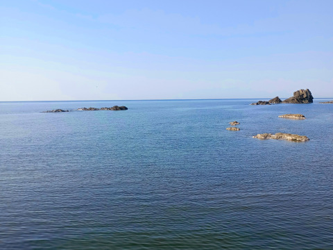 山形県庄内沖　ガサエビ　２５０ｇ×２