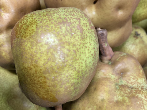 ラスト1箱2種盛！お試しラフランス3キロ＋訳あり王林3キロ　合計6キロ以上。　農薬半減栽培で安心安全