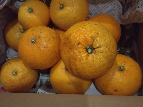 【栽培期間中農薬不使用】見た目悪い訳あり甘夏3kg【ノーワックス】