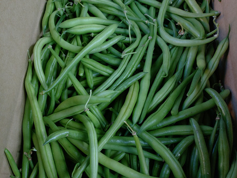 有機質たっぷりさやいんげん（キセラ）2kg  B級品