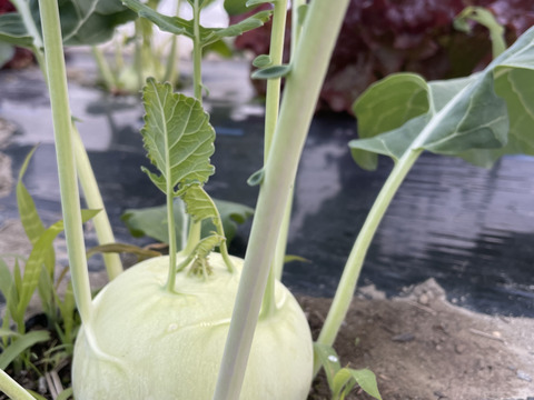 〜南国土佐旬便り〜あったかい太陽の恵みたっぷり冬の野菜セット【5-7品目】