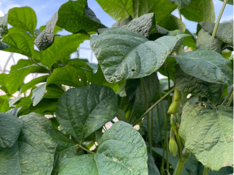 丹波産黒枝豆‼️【本黒枝豆はこの時期しか食べれません‼️】お試し500g入‼️