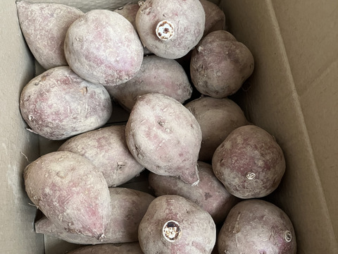 《売り切れ》手のひらサイズM　こばさんちの安納芋２KG  五島産 自然農業での栽培