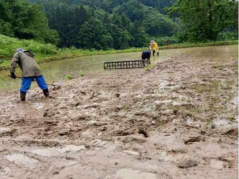 【R7年産】山の田んぼのインディカ米　自然栽培天日干しプリンセスサリー2kg　豊かな山の雪解け水で育った香り豊かなエスニック米