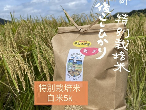 ＜新米＞白米５K　R６年産　新米特別栽培米　京都コシヒカリ