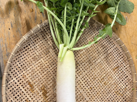 【福袋】朝どれ新鮮！ふくぶくろ野菜大入りセット