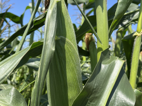 新宿タカノが認めたスイートコーン
