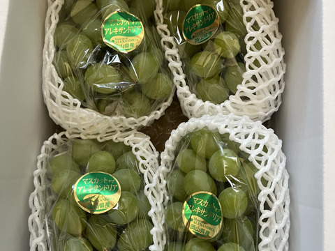 忘れられない美味しさと香り　岡山県からお届け　マスカットオブアレキサンドリア　1.5キロ以上