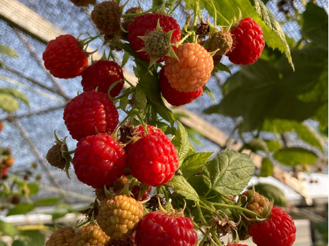 秋の果実！冷凍ラズベリー（300g）
良果を選別！美容健康に！
収穫したてのものをすぐに冷凍しました！