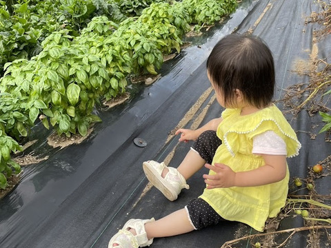 香りの王様！超たっぷり朝採りスイートバジルちゃん(2kg)♪♪：静岡県