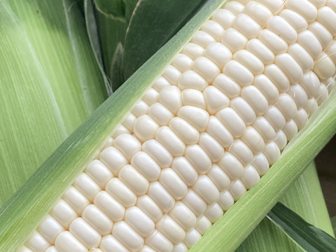 お試し(^^)生でもOK!!白いとうもろこし《ピュアホワイト》
