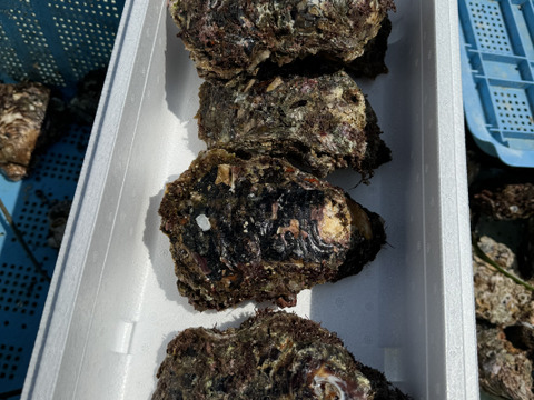 天然岩牡蠣　特大　10個