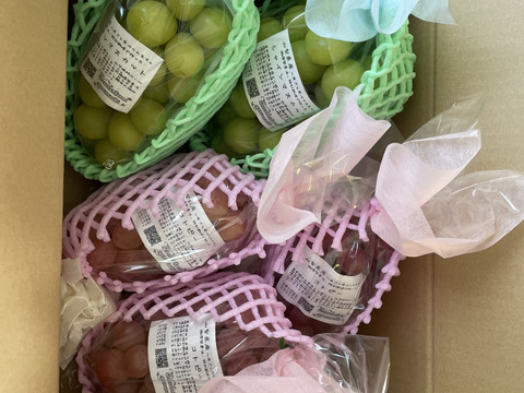 【朝どれ】【9月下旬からお届け:1kg以上！】コトピー 1kg箱