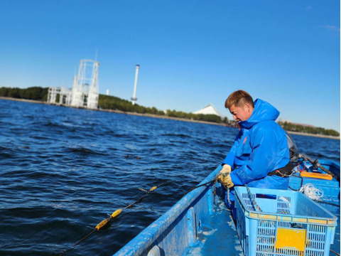 栄養満点　新鮮朝採れ生わかめ【今期一番出荷】２ｋｇ