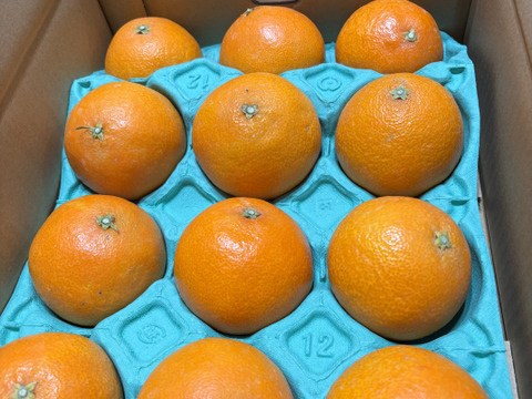 【贈答用】まるで天然ゼリー！まどんな（８～１２玉）