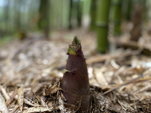 煮て揚げて焼いて抜群の歯ごたえと美味しさ【破竹たけのこ】収穫当日クール発送！４ｋｇ