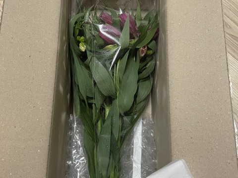 【感謝祭】アルストロメリアの花束　10本