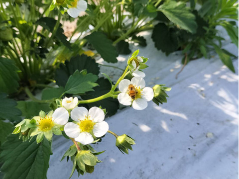 とれたて　いちご　1kg【栽培期間中農薬化学肥料不使用】