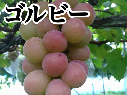 【訳あり】ゴルビー2kｇ