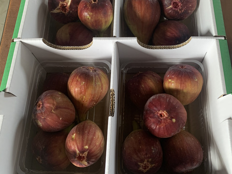 ★2箱いちじくドーフィン24〜56個3.2〜3.6kgボリーム感たっぷりです❗️