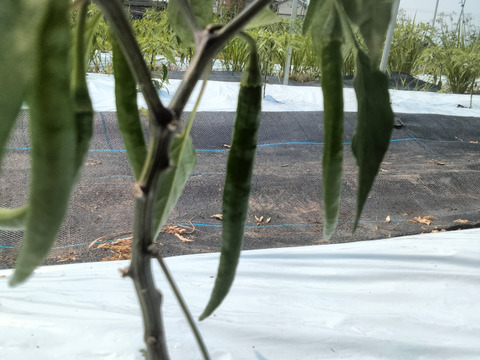 長崎県産！青唐辛子！ホットパラソル300g