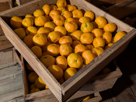 蔵出しみかん約3kg世界農業遺産認定の和歌山県海南市下津町の特産品