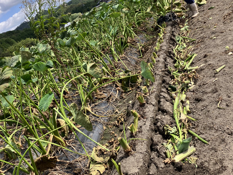 おおふくの里芋 10キロ 〜ねっとりおいしい！〜農薬不使用有機肥料栽培