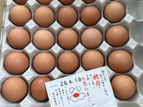 ちょっとだけ小さめの酵母・平飼いたまご50個（元気たまご）