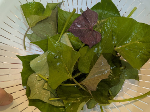 さつまいもの葉付きのツル🌿皮むき不用で便利☆約15cmほどの長さの茎葉、30本分☆小さく、柔らかめのさつまいもの葉と短く細いツル🌿そのまま茹でておひたしに🌿自然栽培☆メール便📩発送