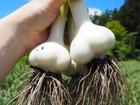 田子町産にんにく500g【バラ】【7月中旬以降お届け】：青森県産