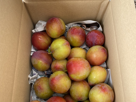 すもも「大石早生」1.9キロ