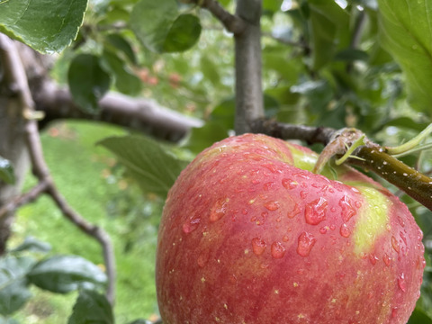 一度食べたらクセになる　木村農園の葉とらずスイート　3kg