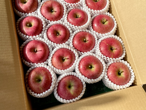 🍎山形りんご🍎『サンふじ』５キロ【冬ギフト】１２〜１６玉入り