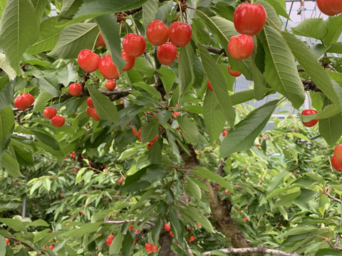 【贈答、プレゼント用】数量限定‼︎手詰め‼︎佐藤錦発祥の地。山形県東根産佐藤錦
