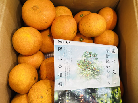 【訳あり】そらまどんな 天空の果樹園 愛媛産まどんな 5kg