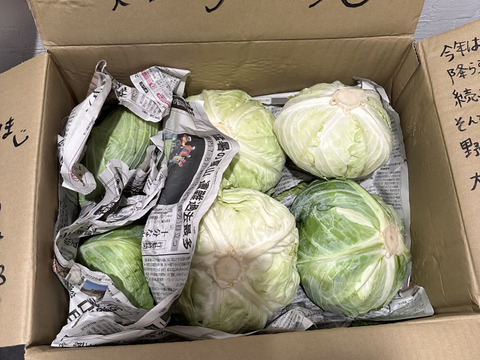 柔らかくあまーいキャベツ&シャキシャキ白菜セット！100サイズに入るだけ!（10kg以内）
