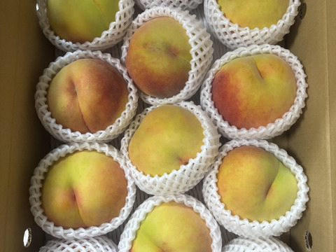 【黄金桃をたっぷり食べたい方に！】家庭用　果汁たっぷり！関農園の桃『黄金桃』5kg（12～16玉）玉の大きさの不揃い／変形／色ムラ／小傷など