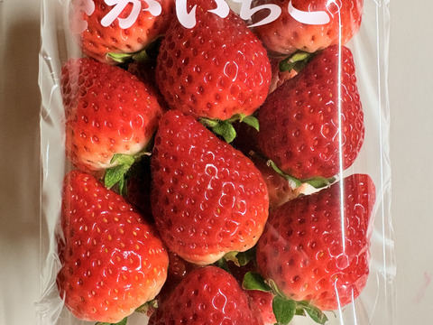 てぃあらふぁーむが届ける「いちごさん」4パック(ご家庭用・約1kg)