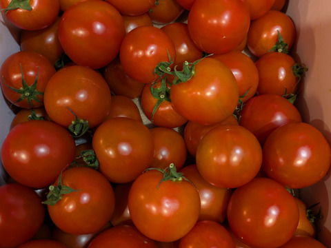 【Z1.8】皮が薄くジューシーな中玉フルーツトマト　ゼッピン娘(華おとめ)　1.8kg