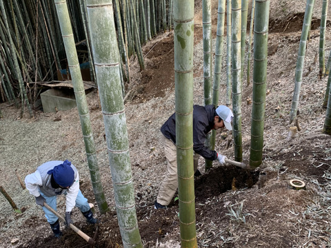 朝採りタケノコはいかがでしょうか？2kg