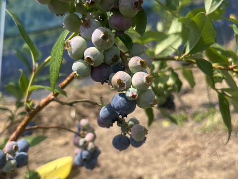 今が旬 ブルーベリー 1kg サイズ混合　栽培期間中農薬不使用　有機肥料使用　たっぷり１キロ（500gx2)　陽だまりファーム