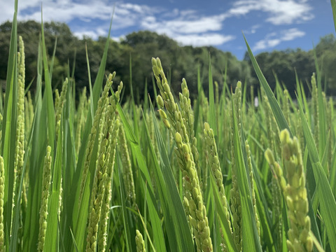 【自然栽培コシヒカリ】玄米5kg 新米です！令和5年度兵庫県産 農薬肥料不使用の自然栽培米