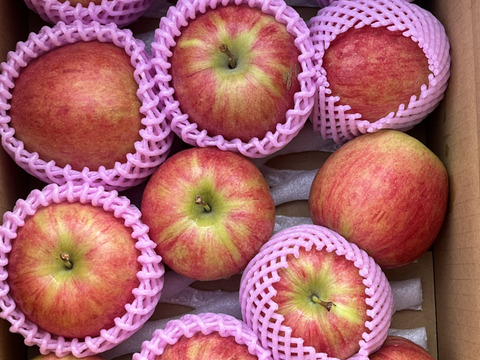 近日中発送！シャキシャキ！希少りんご あかぎ 2kg箱満タンで発送します！信州りんご