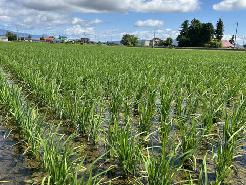 山形県産　はえぬき　無洗米　4kg